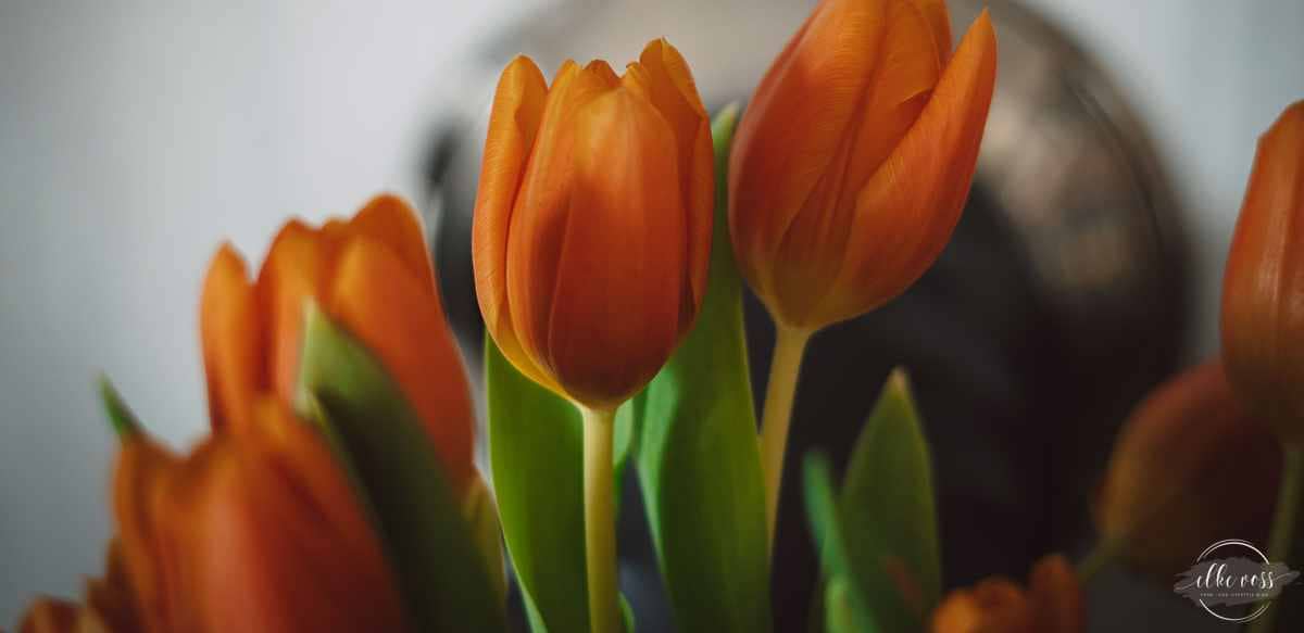 Friday-Flowerday mit Tulpen im Februar 2023