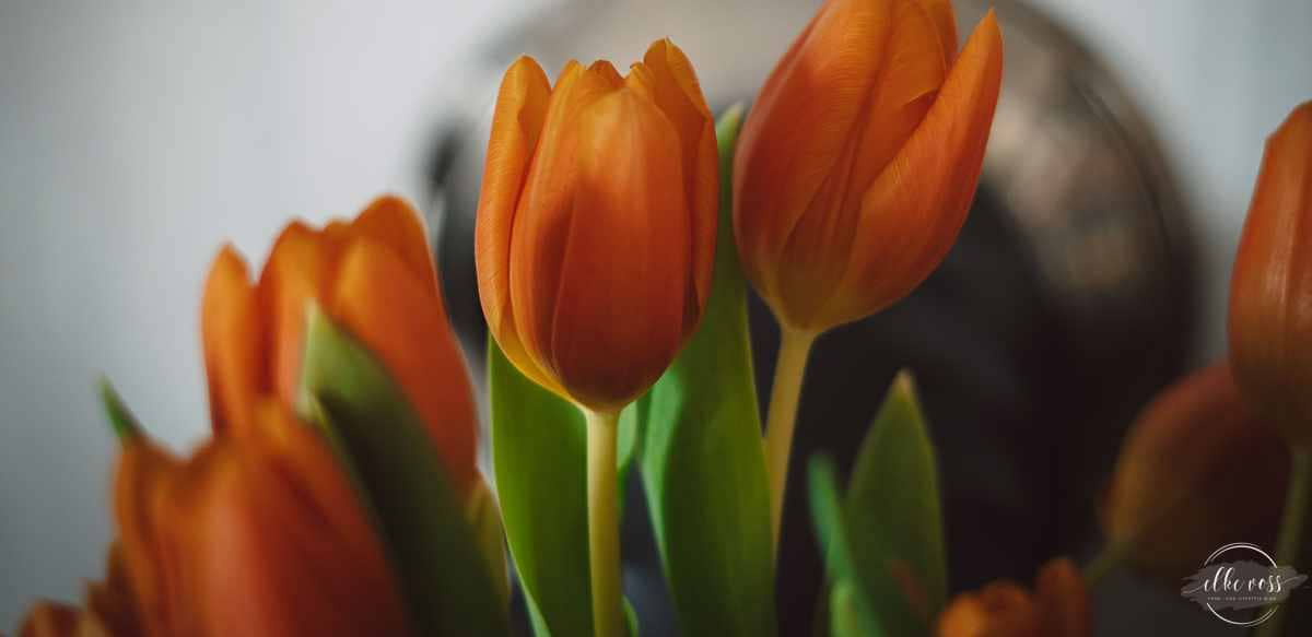 friday-flowerday-elkevoss.de