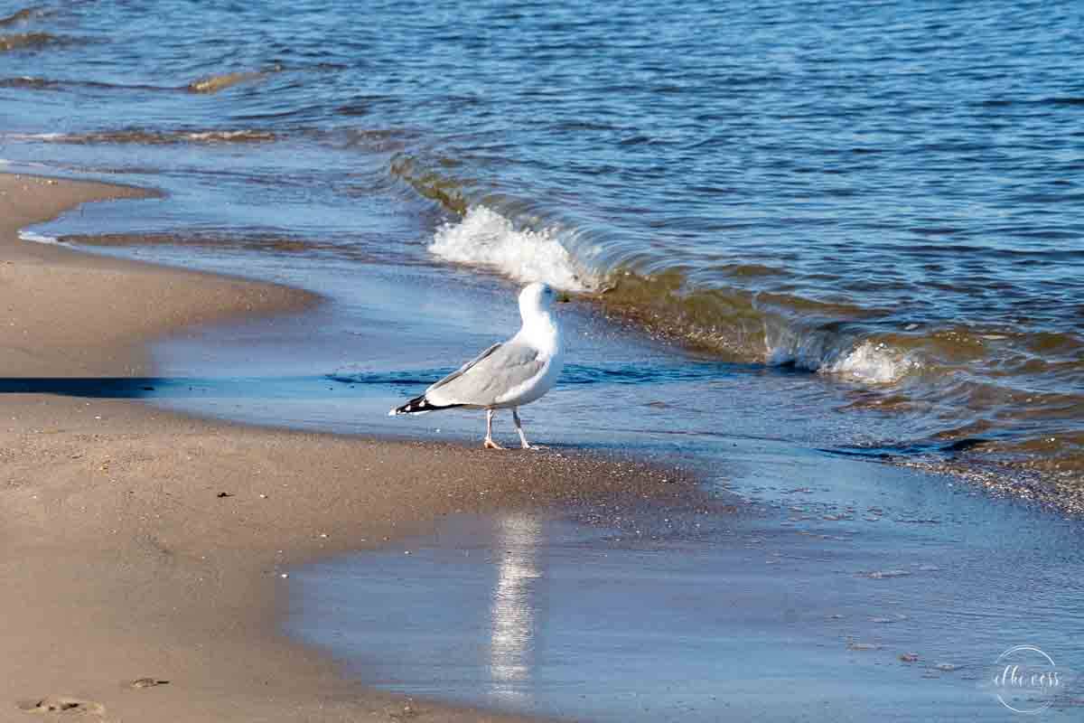 Usedom-elkevoss.de