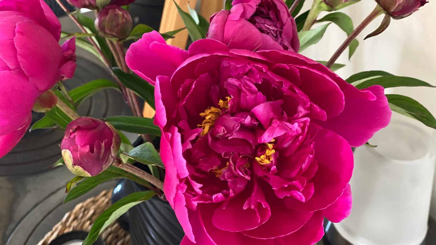 Friday-Flowerday-elke.works