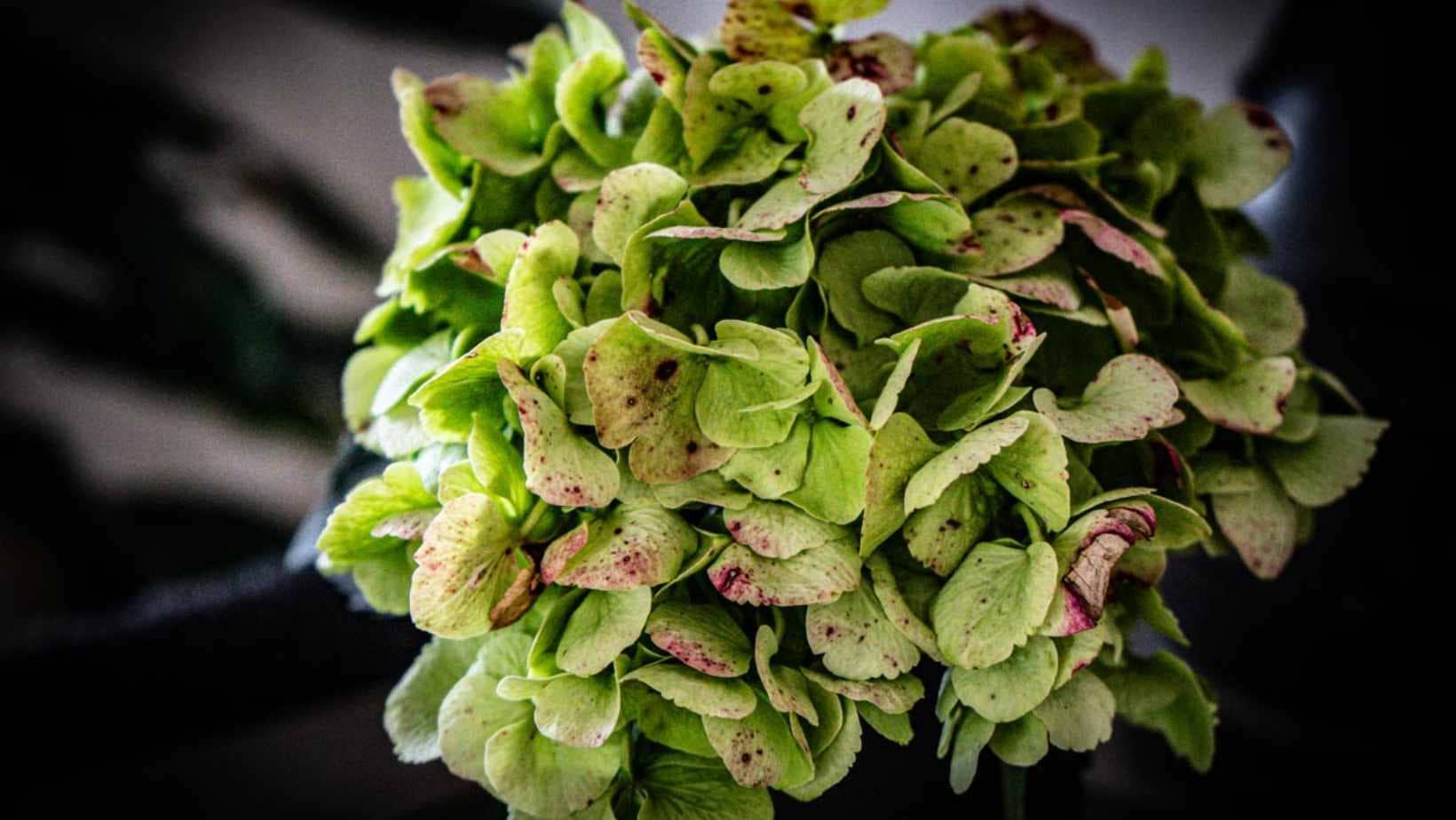 Friday-Flowerday-elkevoss.de