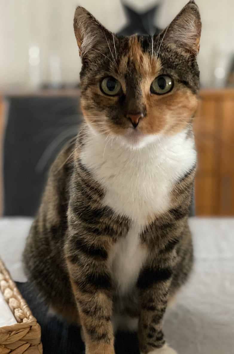 Frieda-elkevoss.de