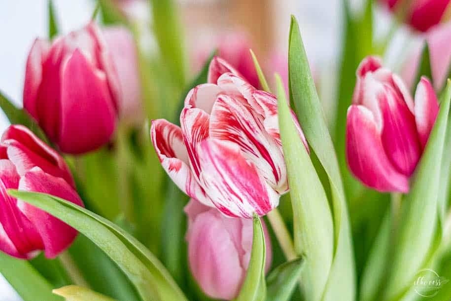 Tulpen-elkevoss.de